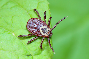 A close-up view of tick on a leaf